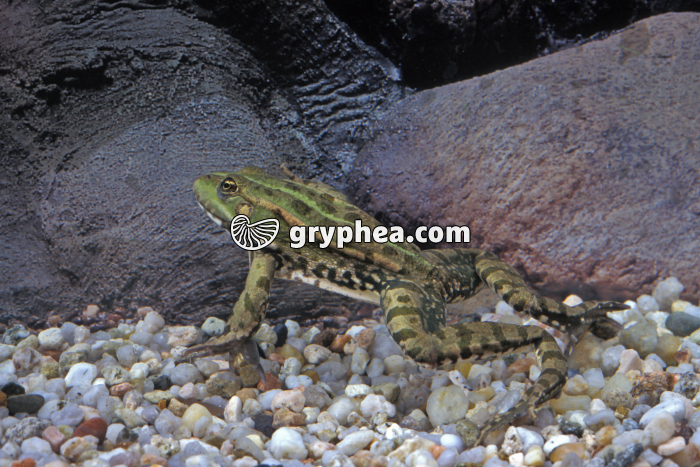 Grenouille sous l'eau - gryphea.com